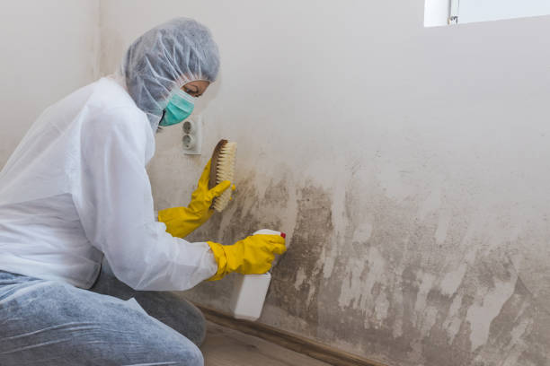 Best Crawl Space Mold Removal  in Schererville, IN