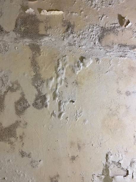 Best Emergency Mold Removal  in Schererville, IN