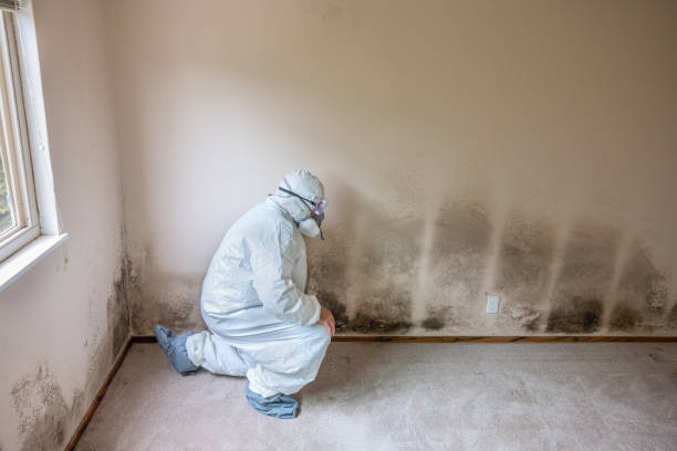 Schererville, IN Mold Removal Company