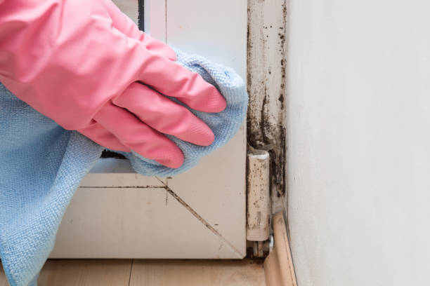 Best Office Mold Removal Services  in Schererville, IN
